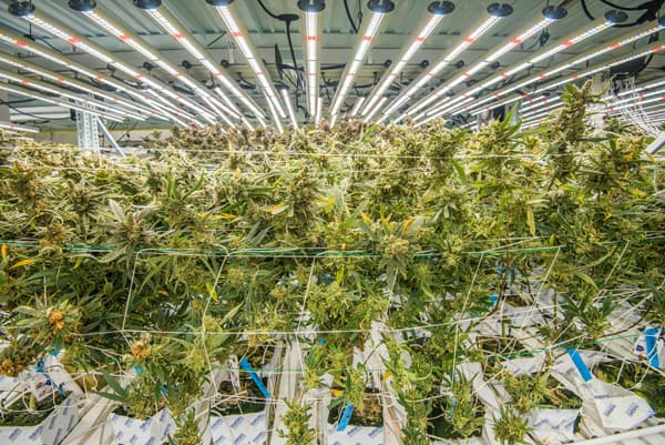 OutCo Cannabis Facility