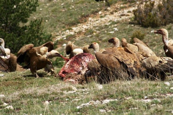 Vultures
